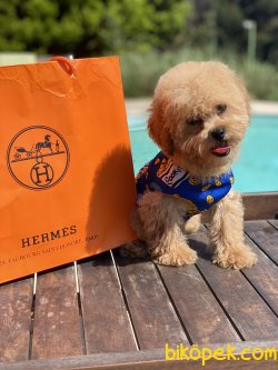 En Minik Toy Poodle Anne Baba 3,5 Kg 4