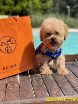 En Minik Toy Poodle Anne Baba 3,5 Kg 3