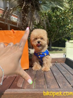 En Minik Toy Poodle Anne Baba 3,5 Kg 1