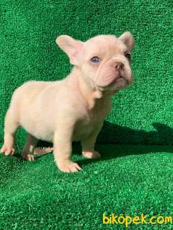 EN MÜKEMMEL  PLATİN FRENCH BULLDOG YAVRULARI 3