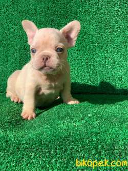 EN MÜKEMMEL  PLATİN FRENCH BULLDOG YAVRULARI 2