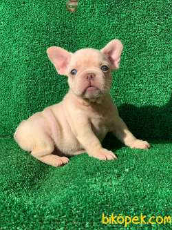 EN MÜKEMMEL  PLATİN FRENCH BULLDOG YAVRULARI