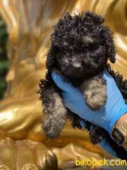 En Nadir Black And Tan Toy Poodle Yavrumuz 2