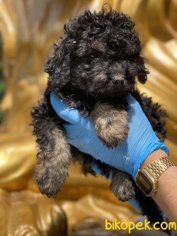 En Nadir Black And Tan Toy Poodle Yavrumuz 4