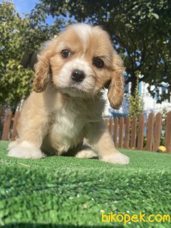 EN NADİR DİZAYN IRK CAVAPOO 3