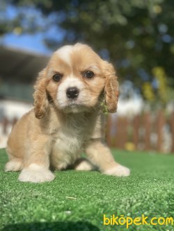 EN NADİR DİZAYN IRK CAVAPOO 4
