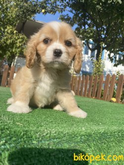 EN NADİR DİZAYN IRK CAVAPOO 1