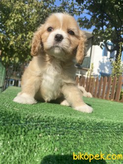 EN NADİR DİZAYN IRK CAVAPOO 2