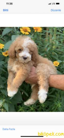 En Nadir Irk Labradoodle Dünyaca Ünlü Popüler Yavrular 3