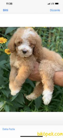 En Nadir Irk Labradoodle Dünyaca Ünlü Popüler Yavrular 1
