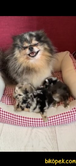 En Nadir Renk Boo Pomeranian Merle 1