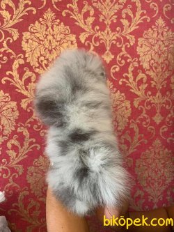 En Nadir Renk Boo Pomeranian Merle 3