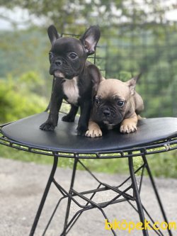 En Nadir Renk French Bulldog Bebekler 1