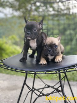 En Nadir Renk French Bulldog Bebekler 3