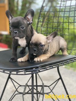 En Nadir Renk French Bulldog Bebekler 5