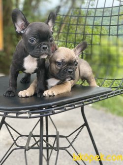 En Nadir Renk French Bulldog Bebekler 2