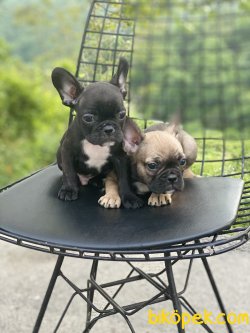 En Nadir Renk French Bulldog Bebekler 4