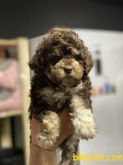 En Nadir Renk Poodle Yavrumuz Chocolate And Tan 1