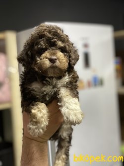 En Nadir Renk Poodle Yavrumuz Chocolate And Tan 2