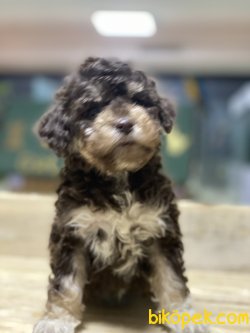 En Nadir Renk Poodle Yavrumuz Chocolate And Tan 3