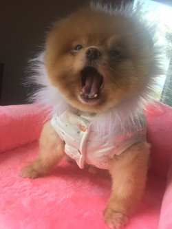 En Oyuncu Sağlıklı Orjinal Boo Dog Pomeranian 2