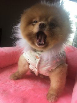 En Oyuncu Sağlıklı Orjinal Boo Dog Pomeranian 1