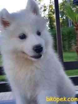 EN  ÖZEL A KALİTE Samoyed Yavruları 2