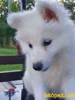 EN  ÖZEL A KALİTE Samoyed Yavruları 5