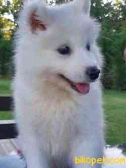 EN  ÖZEL A KALİTE Samoyed Yavruları 3