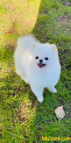En Özel En Güzel Pomeranianboo 2