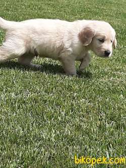 EN OZEL GOLDEN RETRIEVER YAVRULARI 3