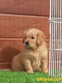 EN OZEL GOLDEN RETRIEVER YAVRULARI 5