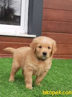 EN OZEL GOLDEN RETRIEVER YAVRULARI 1