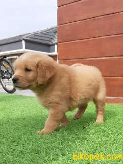 EN OZEL GOLDEN RETRIEVER YAVRULARI 2