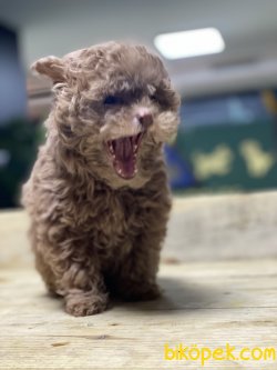 En Özel Irk Dizayn Irk Maltipoo Bebekleri 3