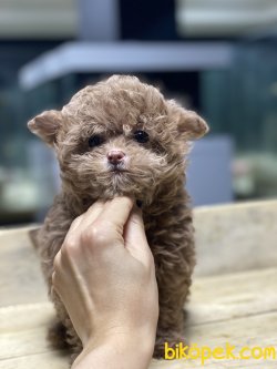 En Özel Irk Dizayn Irk Maltipoo Bebekleri 2