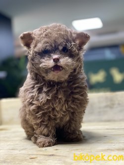 En Özel Irk Dizayn Irk Maltipoo Bebekleri 1