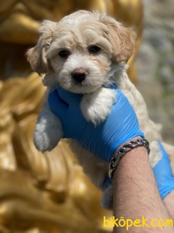 En Özel Irk Maltipoo Yavrularımız Antialerjik Irk 1
