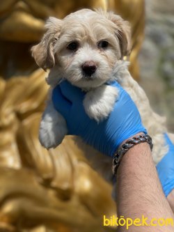 En Özel Irk Maltipoo Yavrularımız Antialerjik Irk 3