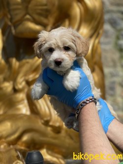 En Özel Irk Maltipoo Yavrularımız Antialerjik Irk 2