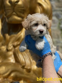 En Özel Irk Maltipoo Yavrularımız Antialerjik Irk 4