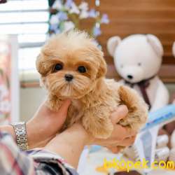 EN OZEL MALTIPOO BEBEKLERIMIZ