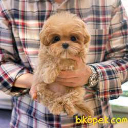 EN OZEL MALTIPOO BEBEKLERIMIZ 4