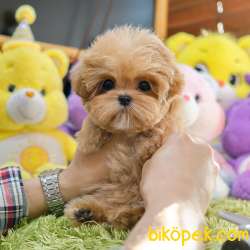 EN OZEL MALTIPOO BEBEKLERIMIZ 3