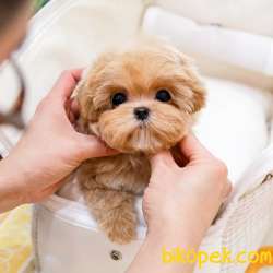 EN OZEL MALTIPOO BEBEKLERIMIZ 2