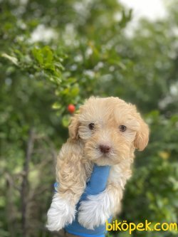 EN ÖZEL MALTİPOO YAVRULARIMIZ 3
