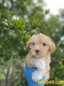 EN ÖZEL MALTİPOO YAVRULARIMIZ 2