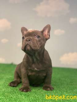 EN ÖZEL RENK BLUE FRENCH BULLDOG