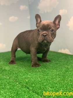EN ÖZEL RENK BLUE FRENCH BULLDOG 4