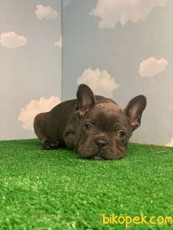 EN ÖZEL RENK BLUE FRENCH BULLDOG 3